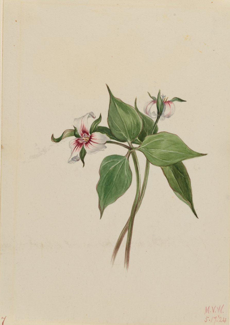 Maalattu Trillium (Trillium undulatum) tekijältä Mary Vaux Walcott