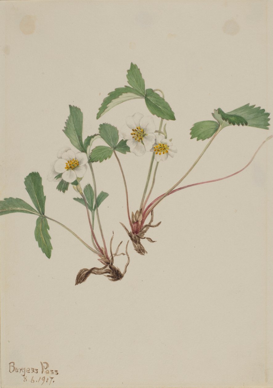 Vaalea mansikka (Fragaria glauca) tekijältä Mary Vaux Walcott