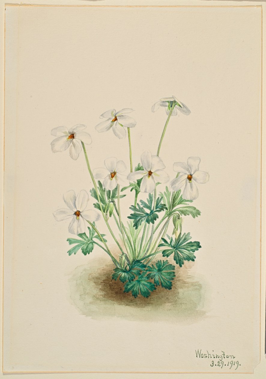 Pansy Violet (Viola pedata) tekijältä Mary Vaux Walcott