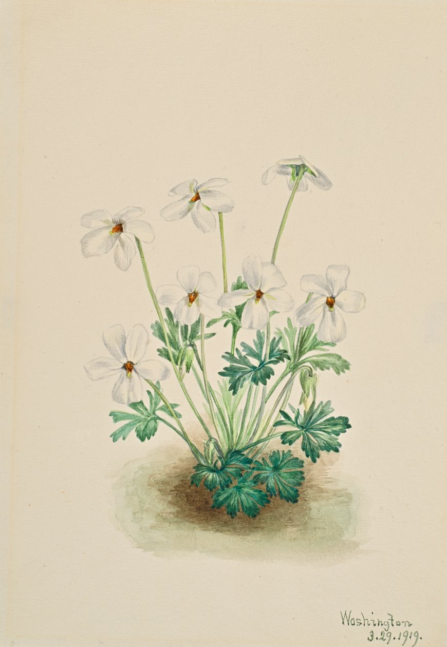 Pansy Violet Viola kulutuspinta, 1919. tekijältä Mary Vaux Walcott