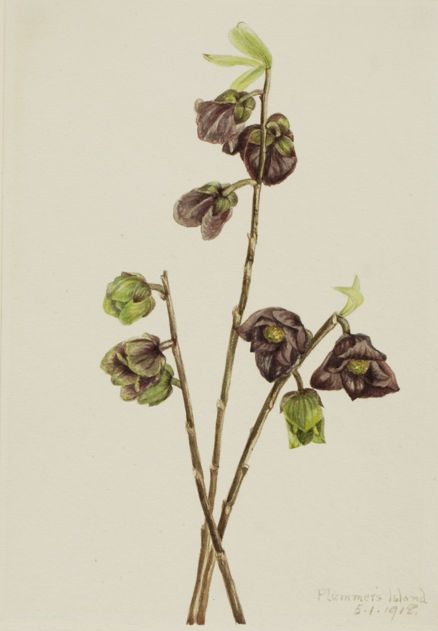 Papaw Asimina triloba, 1918. tekijältä Mary Vaux Walcott