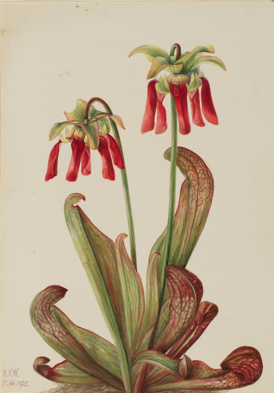 Papukaija Kannukasvi (Sarracenia psittacina) tekijältä Mary Vaux Walcott