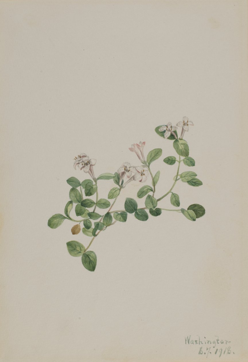Partridgeberry (Mitchella repena) tekijältä Mary Vaux Walcott