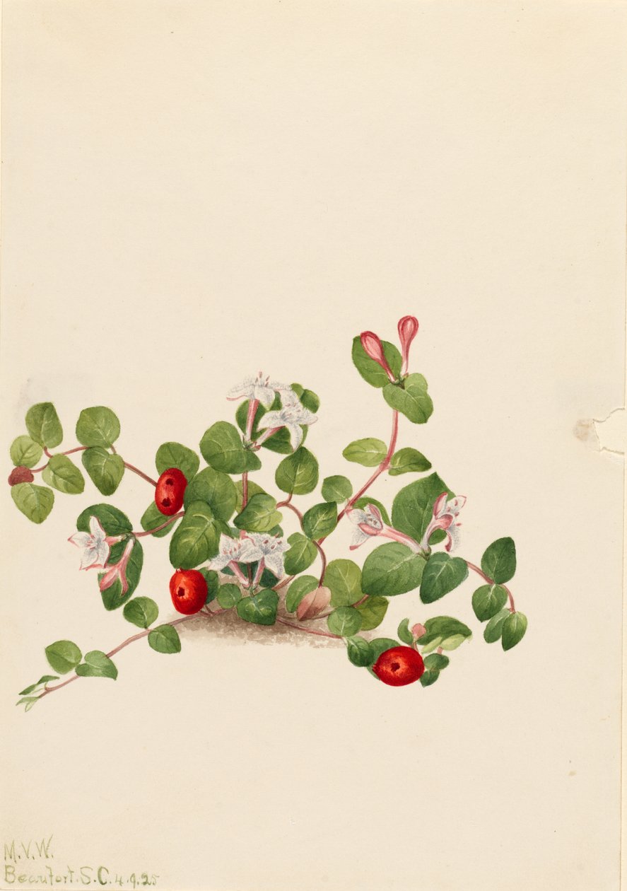 Partridgeberry (Mitchella repens) tekijältä Mary Vaux Walcott