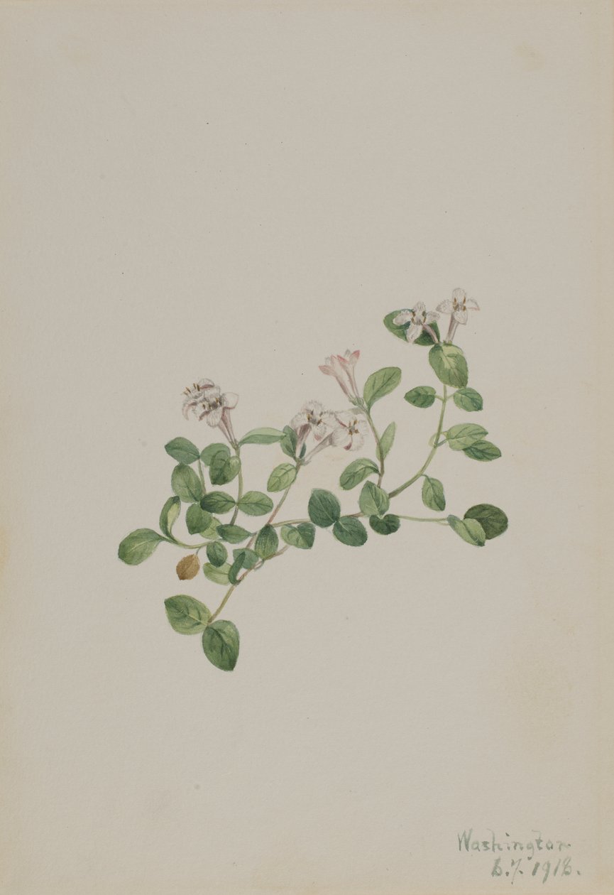 Partridgeberry Mitchella repens, 1918. tekijältä Mary Vaux Walcott