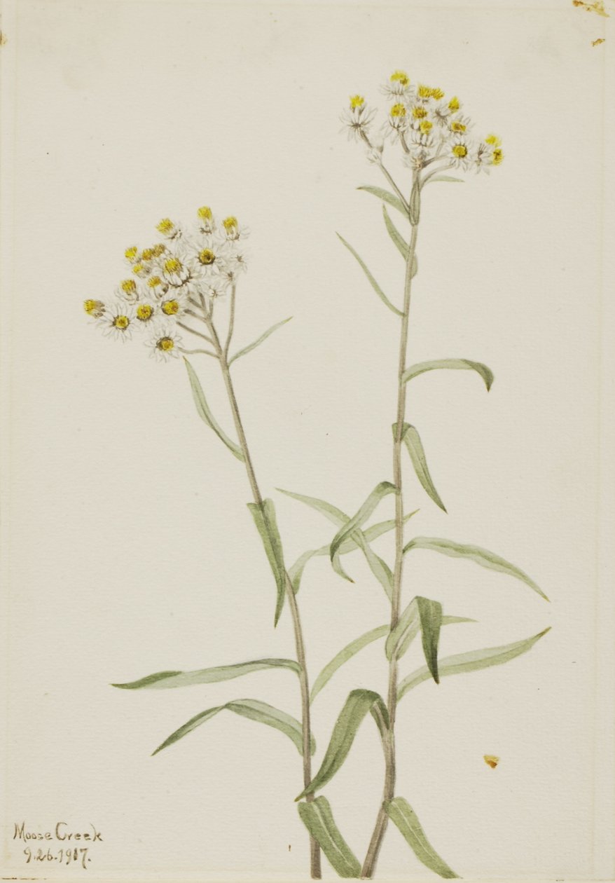 Helmi ikuinen (Anaphalis margaritacea) tekijältä Mary Vaux Walcott