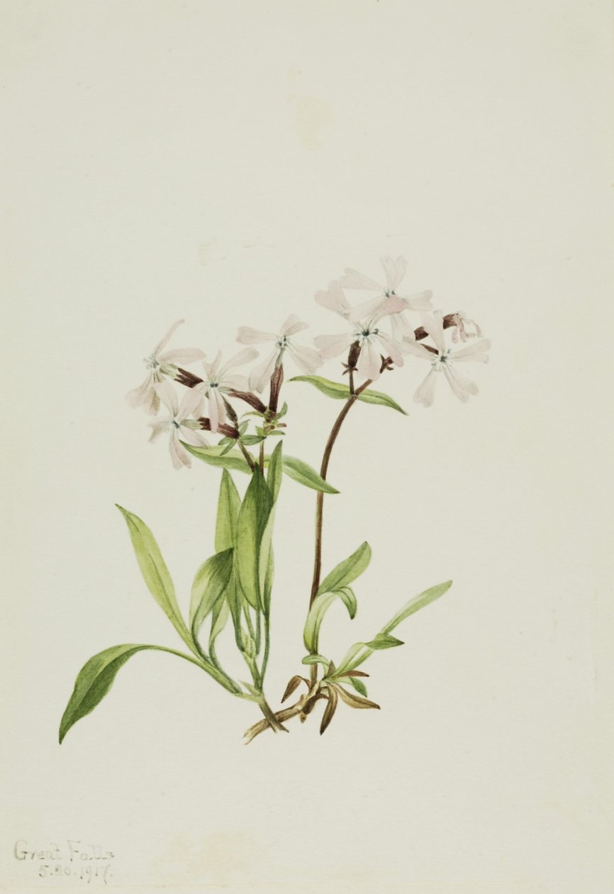 Turpeenpinkki (Silene caroliniana) tekijältä Mary Vaux Walcott