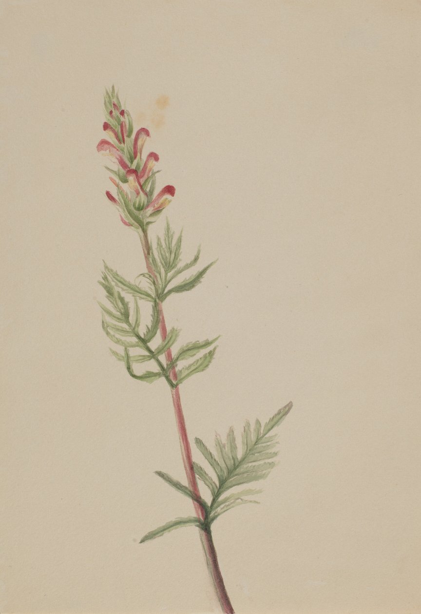 Pedicularis bracteosa tekijältä Mary Vaux Walcott