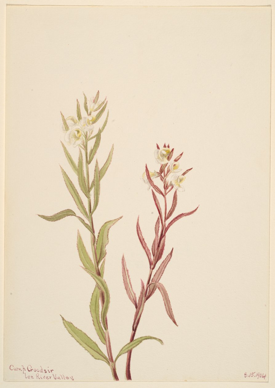 Pedicularis raremosa, 1904. tekijältä Mary Vaux Walcott
