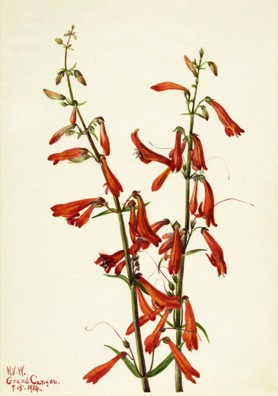 Penstemon Penstemon barbatus, 1934. tekijältä Mary Vaux Walcott