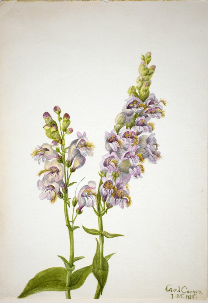 Pentstemon Pentstemon macranthus, 1935. tekijältä Mary Vaux Walcott