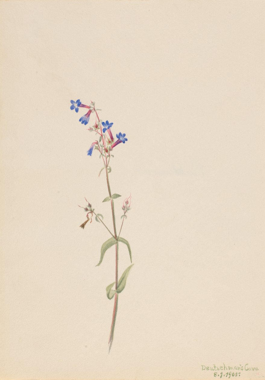 Penstemon Penstemon procerus, 1905. tekijältä Mary Vaux Walcott