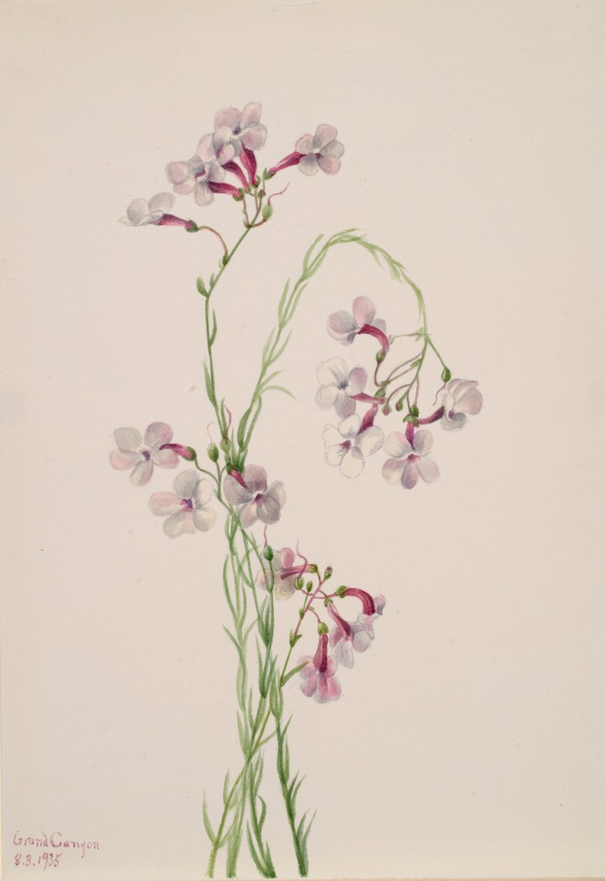 aPentstemon ambiguus, 1935. tekijältä Mary Vaux Walcott