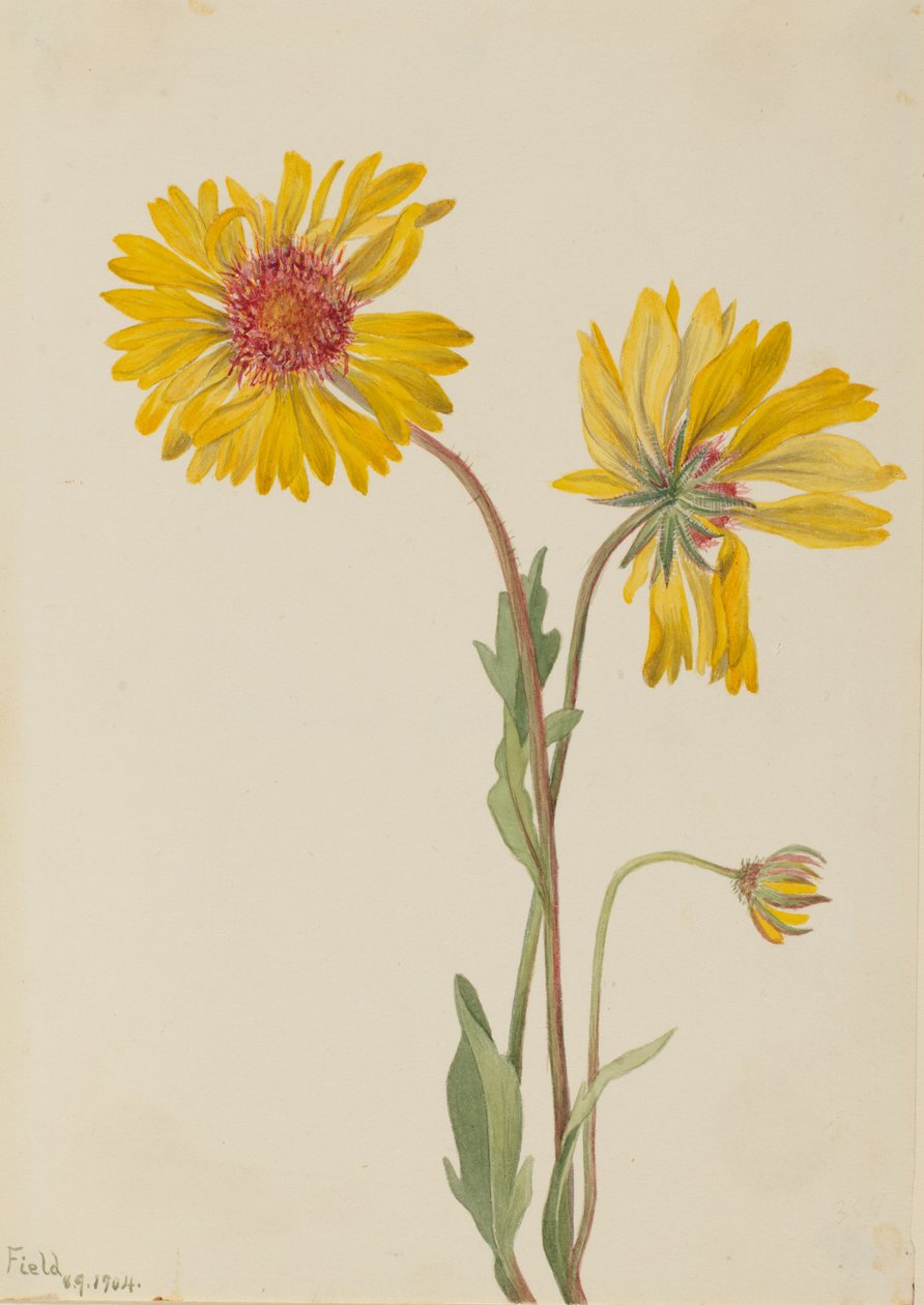 Monivuotinen Gaillardia (Gaillardia aristata) tekijältä Mary Vaux Walcott