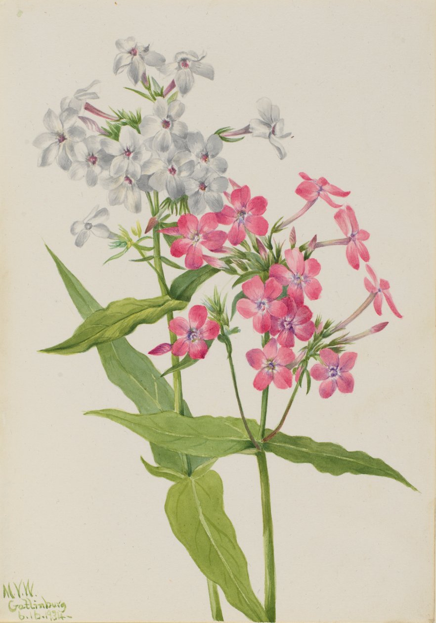 Monivuotinen Phlox (Phlox paniculata) tekijältä Mary Vaux Walcott