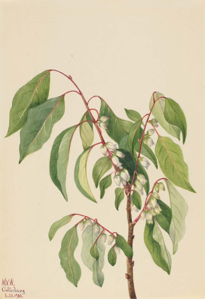 Kaki (Diospyros virginiana) tekijältä Mary Vaux Walcott