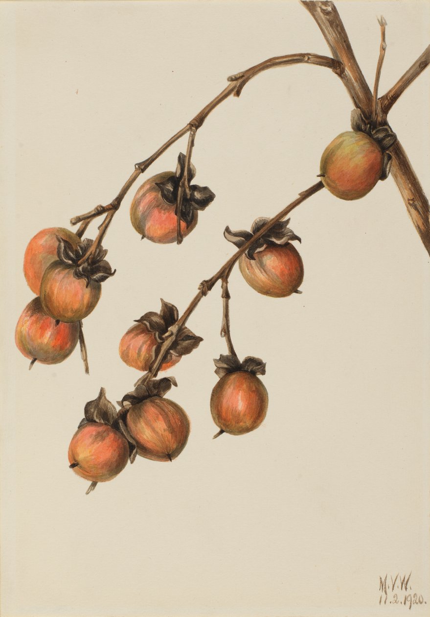 Persimmon Diospyros virginiana, 1920. tekijältä Mary Vaux Walcott
