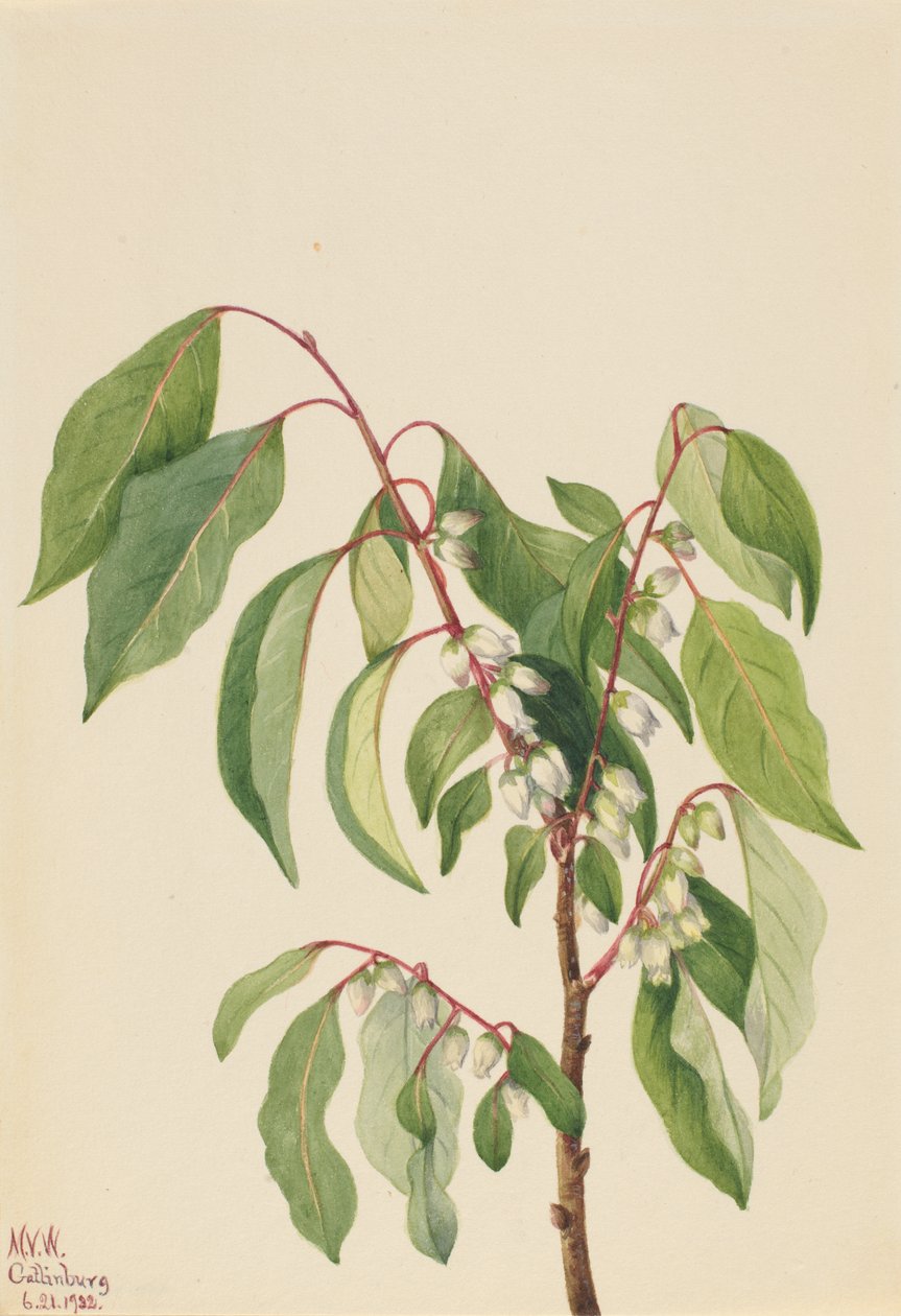 Persimmon Diospyros virginiana, 1932. tekijältä Mary Vaux Walcott