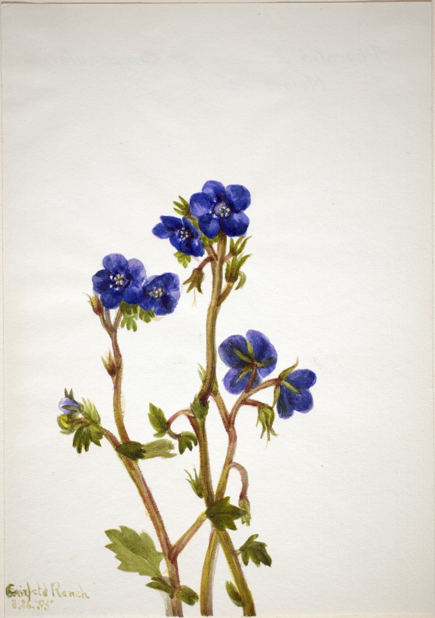 Phacelia (Phacelia parryi) tekijältä Mary Vaux Walcott