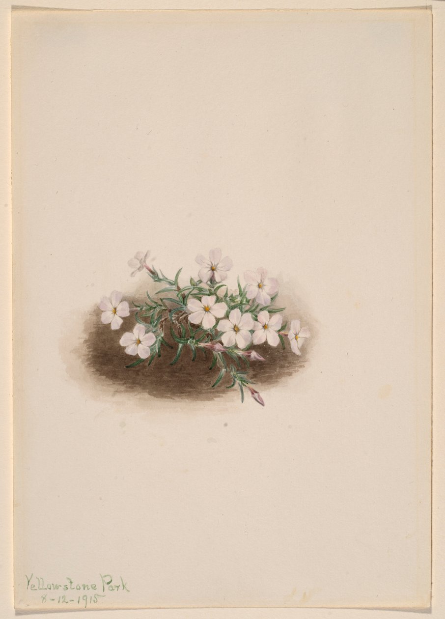 Phlox tekijältä Mary Vaux Walcott
