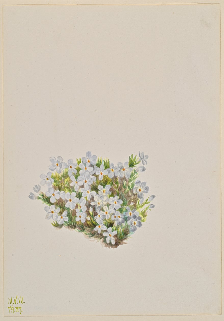 Phlox Phlox caespitosa, 1937. tekijältä Mary Vaux Walcott