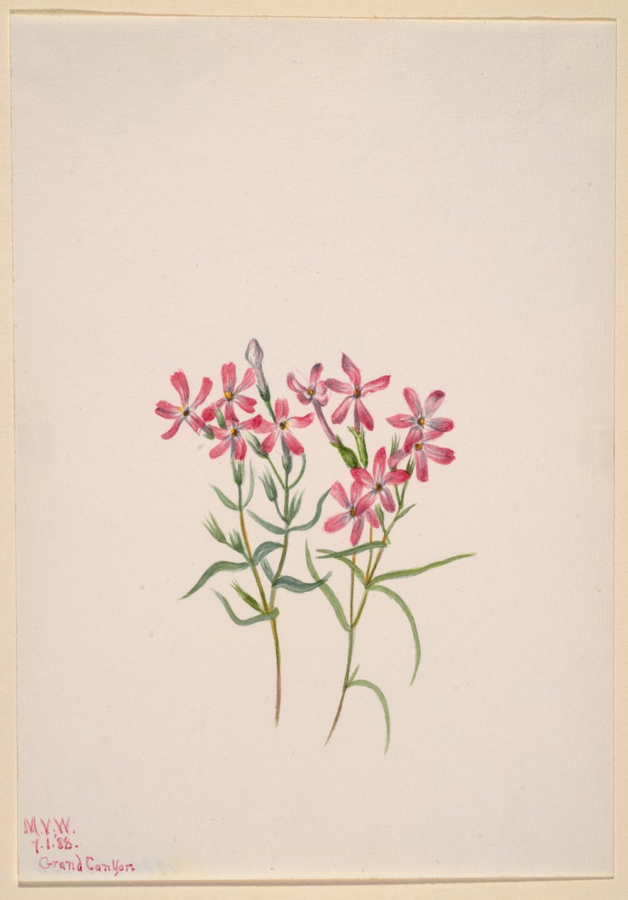 Phlox stansburyi tekijältä Mary Vaux Walcott