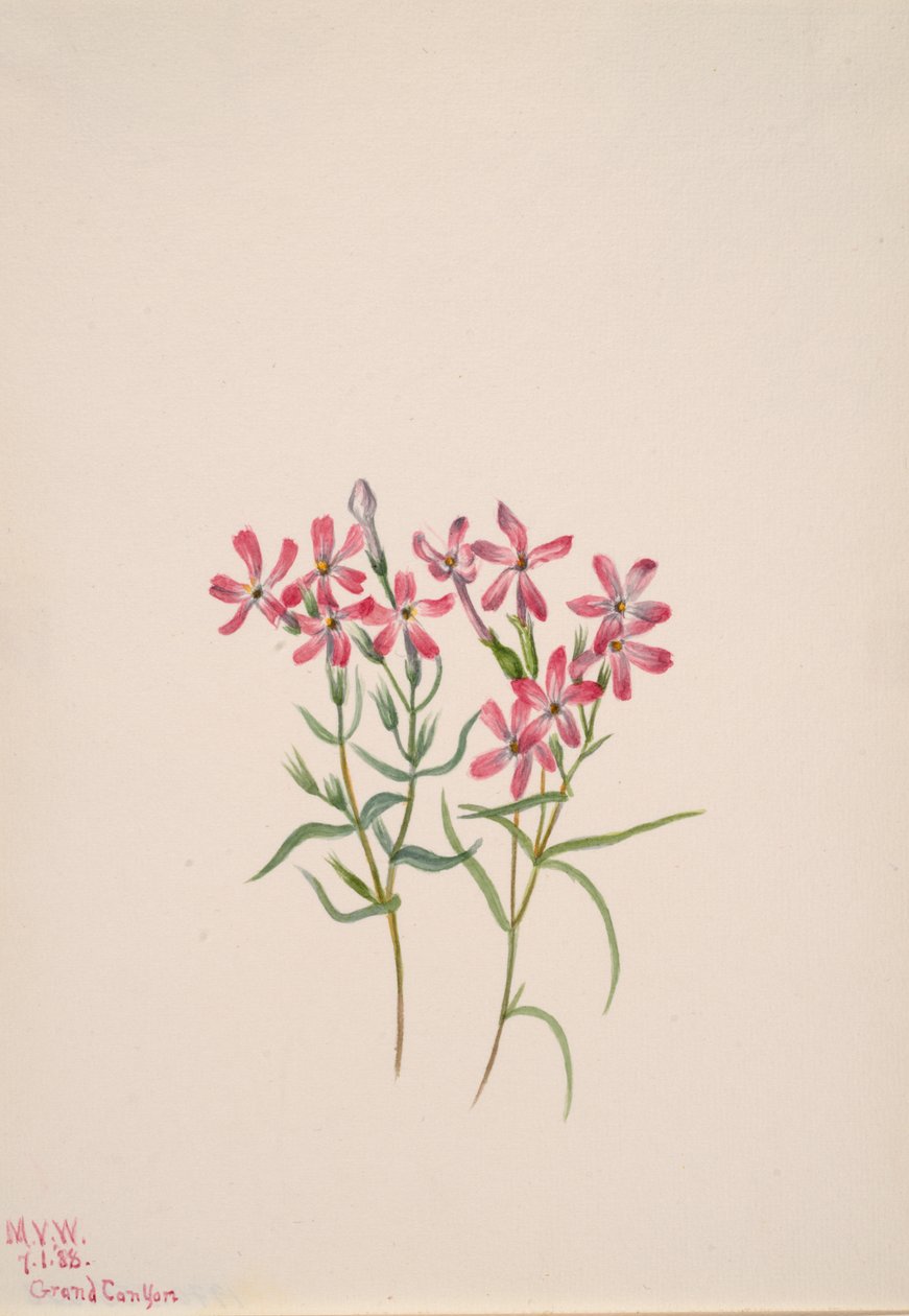 Phlox stansburyi, 1938. tekijältä Mary Vaux Walcott