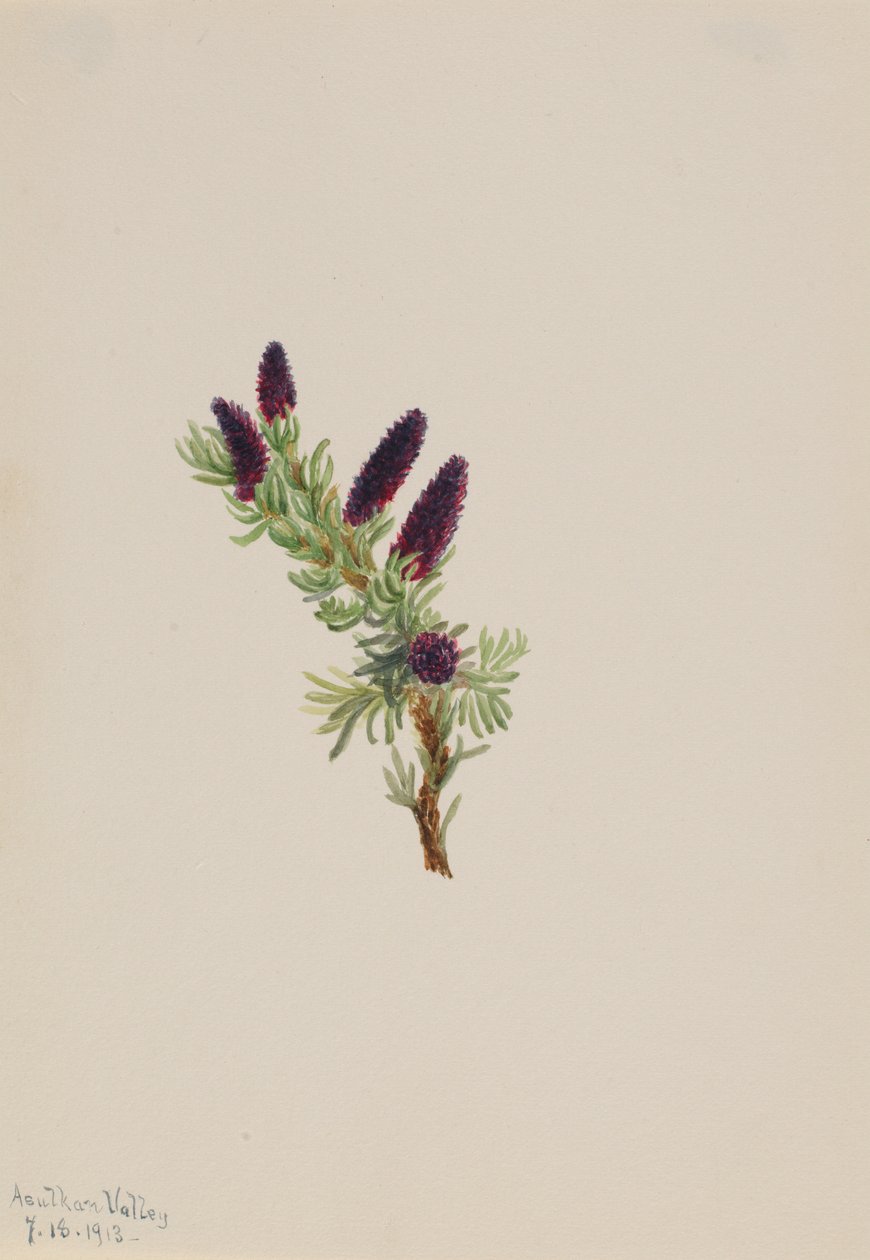 Picea engelmanni tekijältä Mary Vaux Walcott