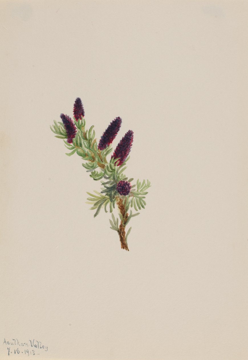 Picea engelmanni, 1913. tekijältä Mary Vaux Walcott