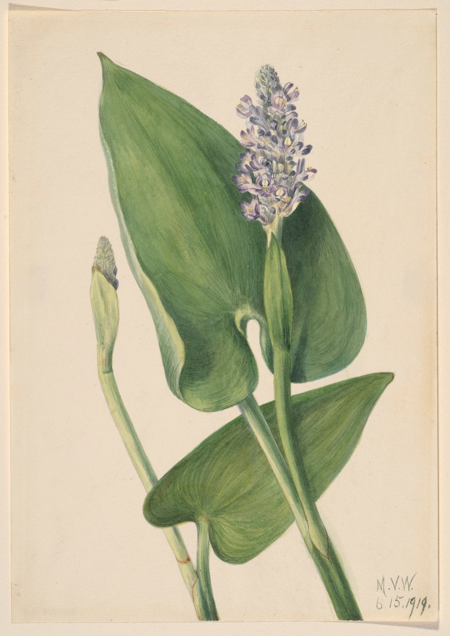 Pikkulevä (Pontederia cordata) tekijältä Mary Vaux Walcott