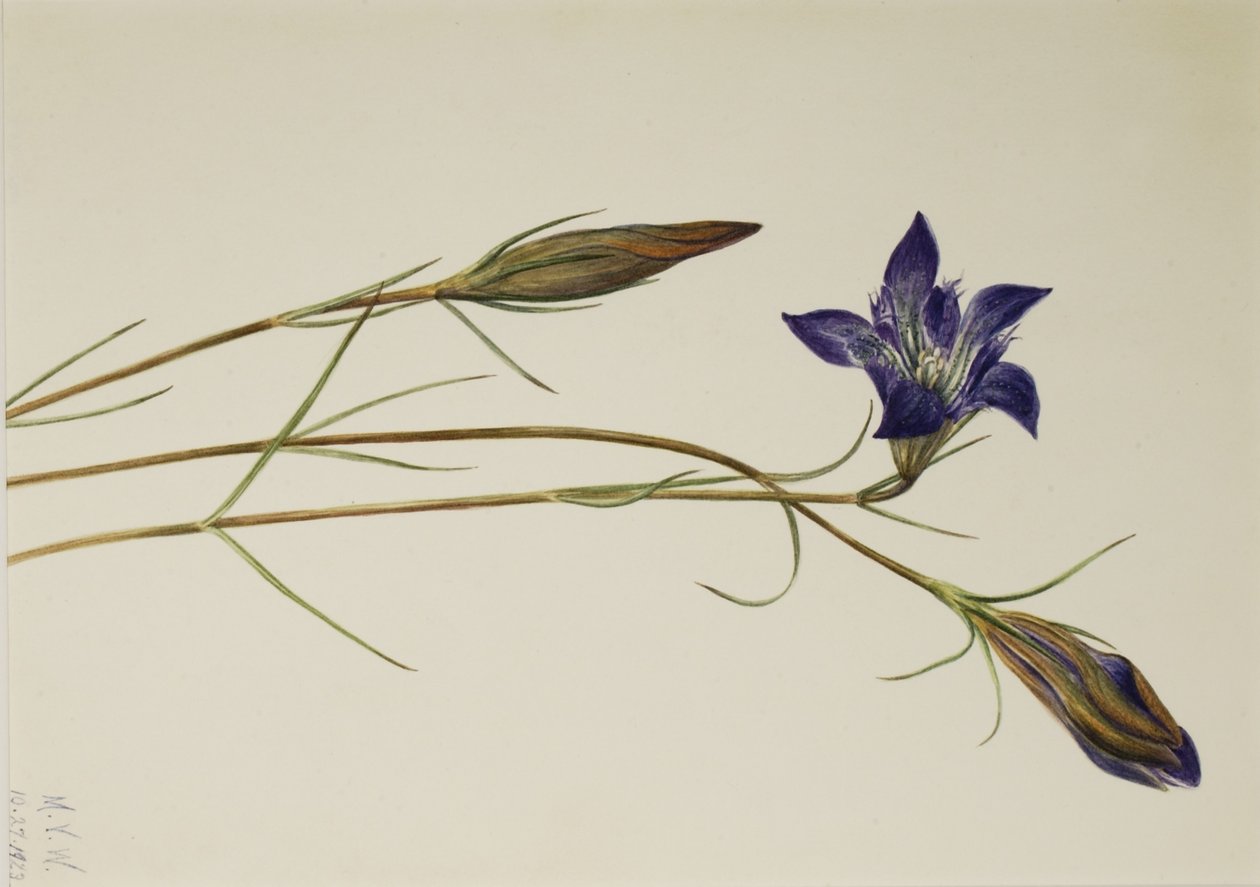 Pinebarren Gentian (Gentiana porphyrio) tekijältä Mary Vaux Walcott