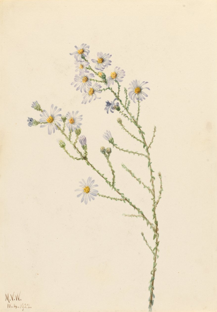 Pineland Aster (Aster squarrosus) tekijältä Mary Vaux Walcott