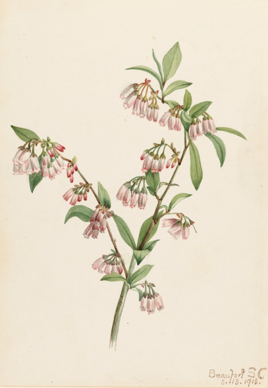 Pineland Blueberry Vaccinium tenellum, 1918. tekijältä Mary Vaux Walcott
