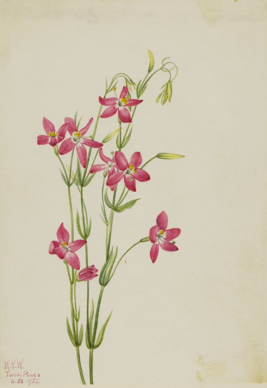 Vaaleanpunainen Centaurium (Centaurium venustum) tekijältä Mary Vaux Walcott