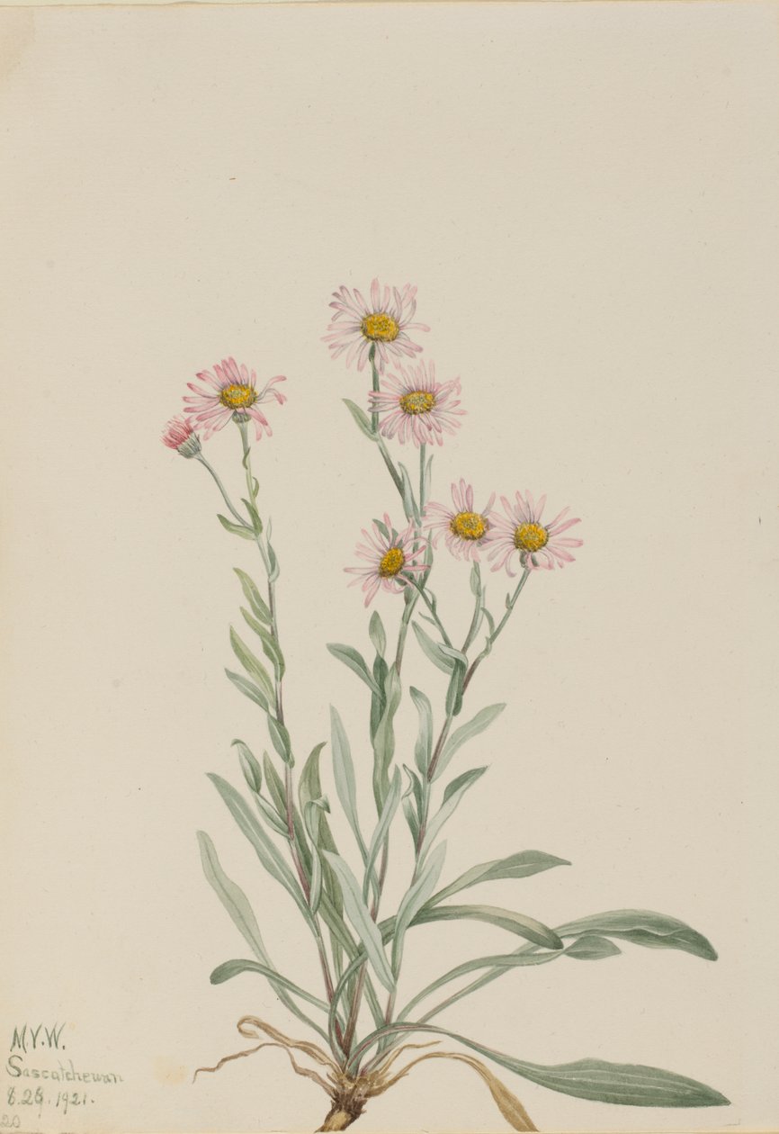 Pink Fleabane Erigeron caespitosus, 1921. finlandez tekijältä Mary Vaux Walcott