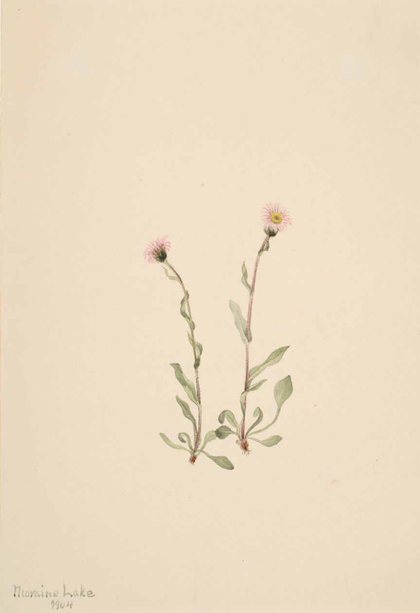 Pink Fleabane Erigeron jucundus, 1904. tekijältä Mary Vaux Walcott