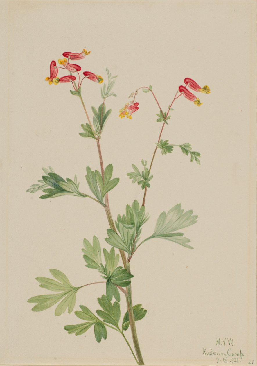Vaaleanpunainen Fumeroot (Capnoides sempervirens) tekijältä Mary Vaux Walcott