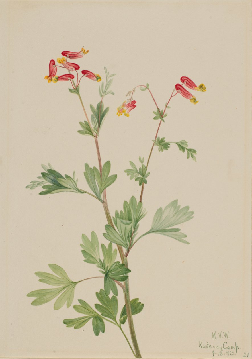 Pink Fumeroot Capnoides sempervirens, 1922. tekijältä Mary Vaux Walcott