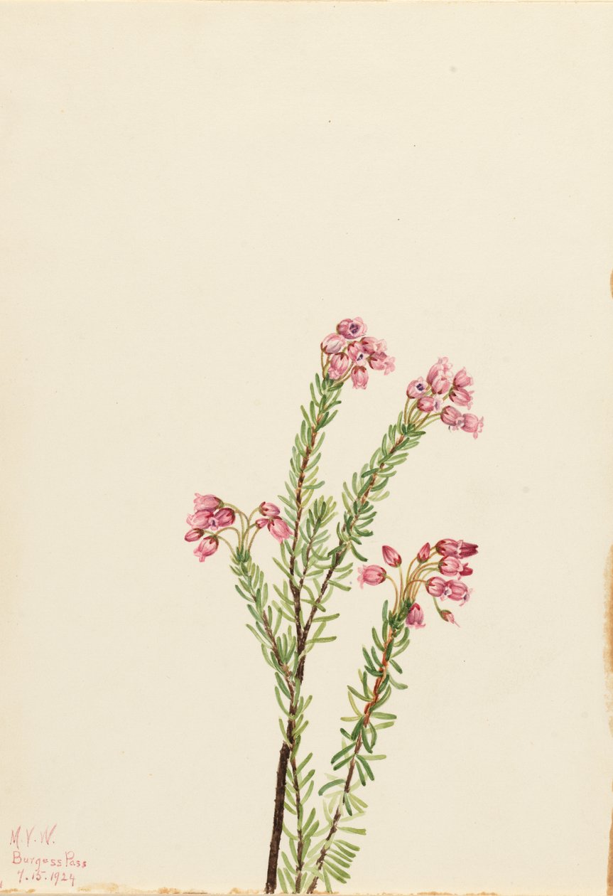 Pink Mountain Heather Phyllodoce empetriformis, 1924. tekijältä Mary Vaux Walcott