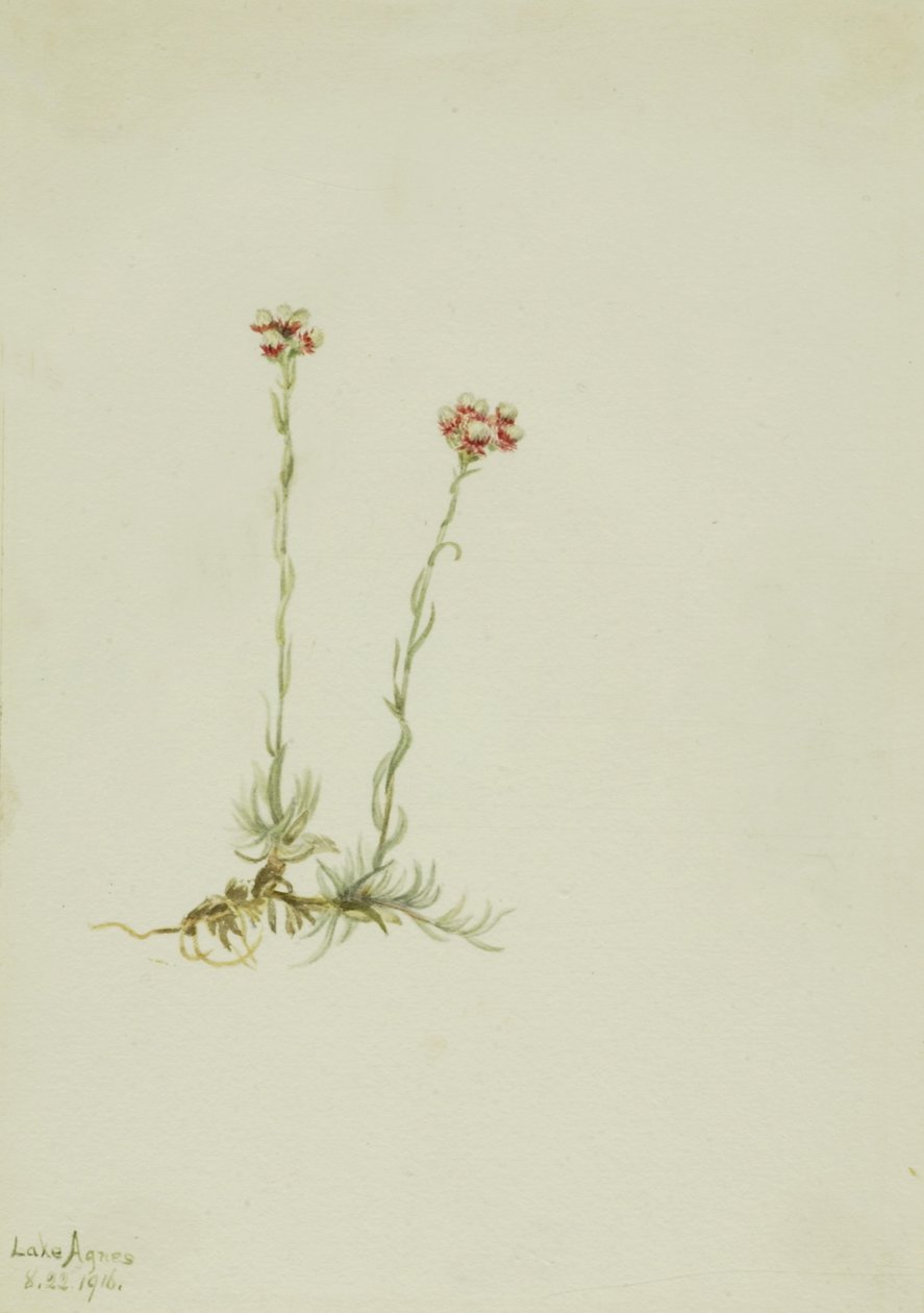 Vaaleanpunaiset pussitossut (Antennaria rosea) tekijältä Mary Vaux Walcott