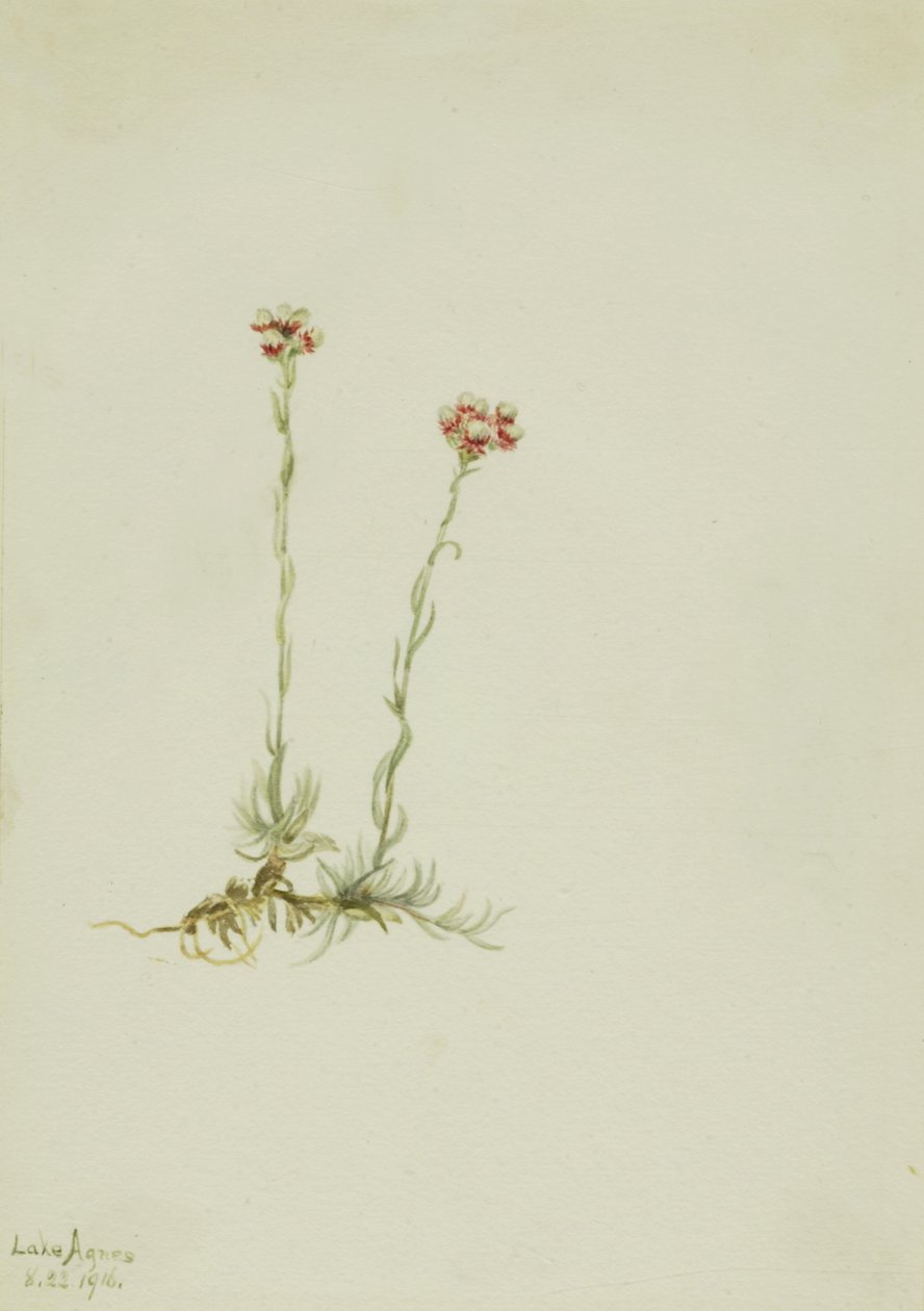 Pink Pussytoes Antennaria rosea, 1916. tekijältä Mary Vaux Walcott