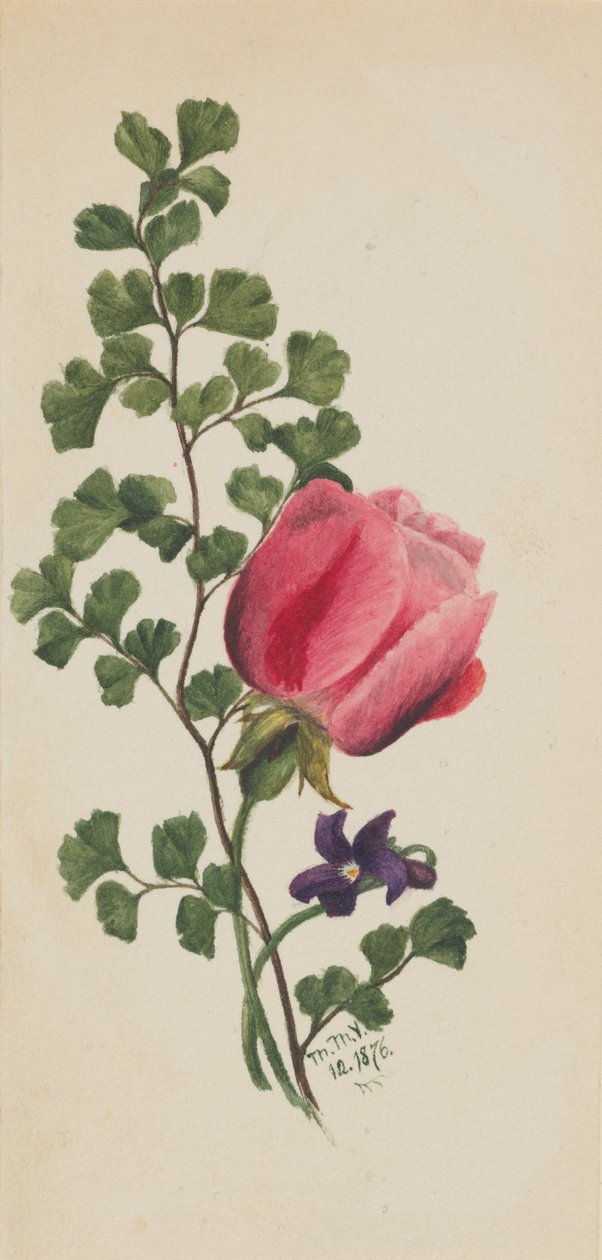 Vaaleanpunainen ruusu violetin kanssa, 1876. tekijältä Mary Vaux Walcott