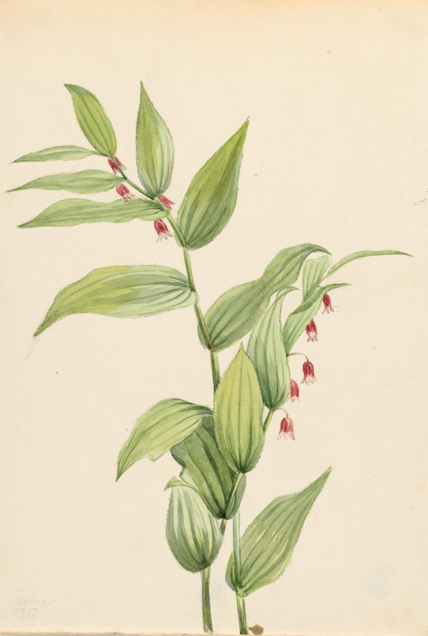 Vaaleanpunainen kierretty varsi (Streptopus curvipes) tekijältä Mary Vaux Walcott