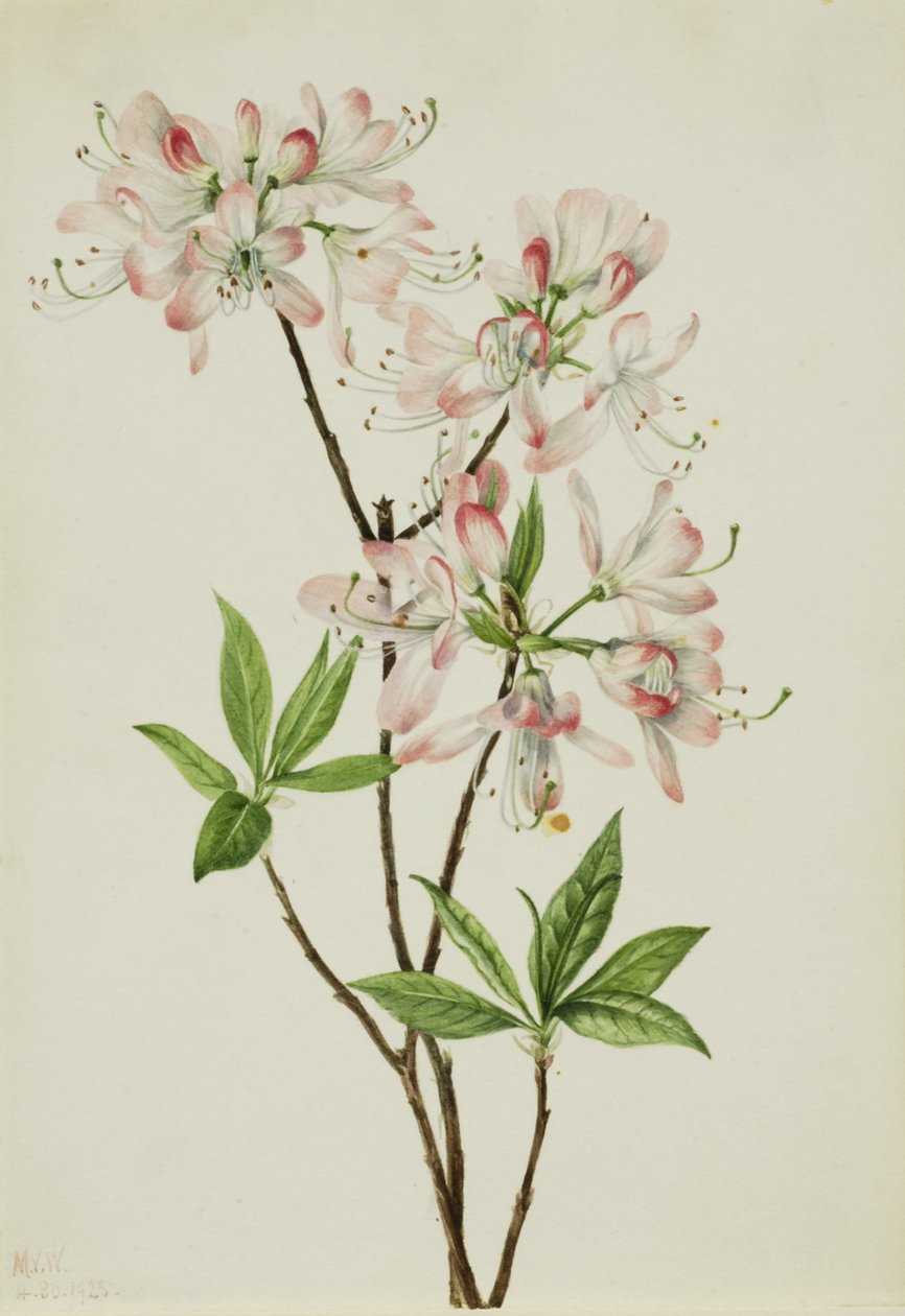 Pinkshell Azalea (Azalea vaseyi) tekijältä Mary Vaux Walcott
