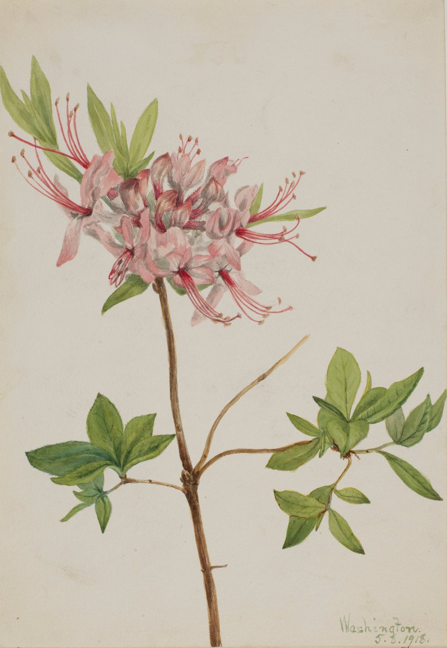 Pinxter Bloom (Azalea nudiflora) tekijältä Mary Vaux Walcott