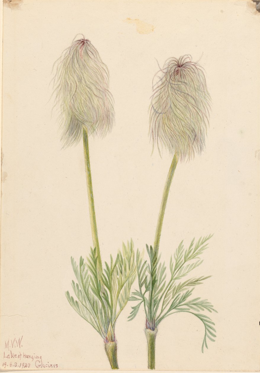 Plume Anemone (Pulsatilla occidentalis) tekijältä Mary Vaux Walcott