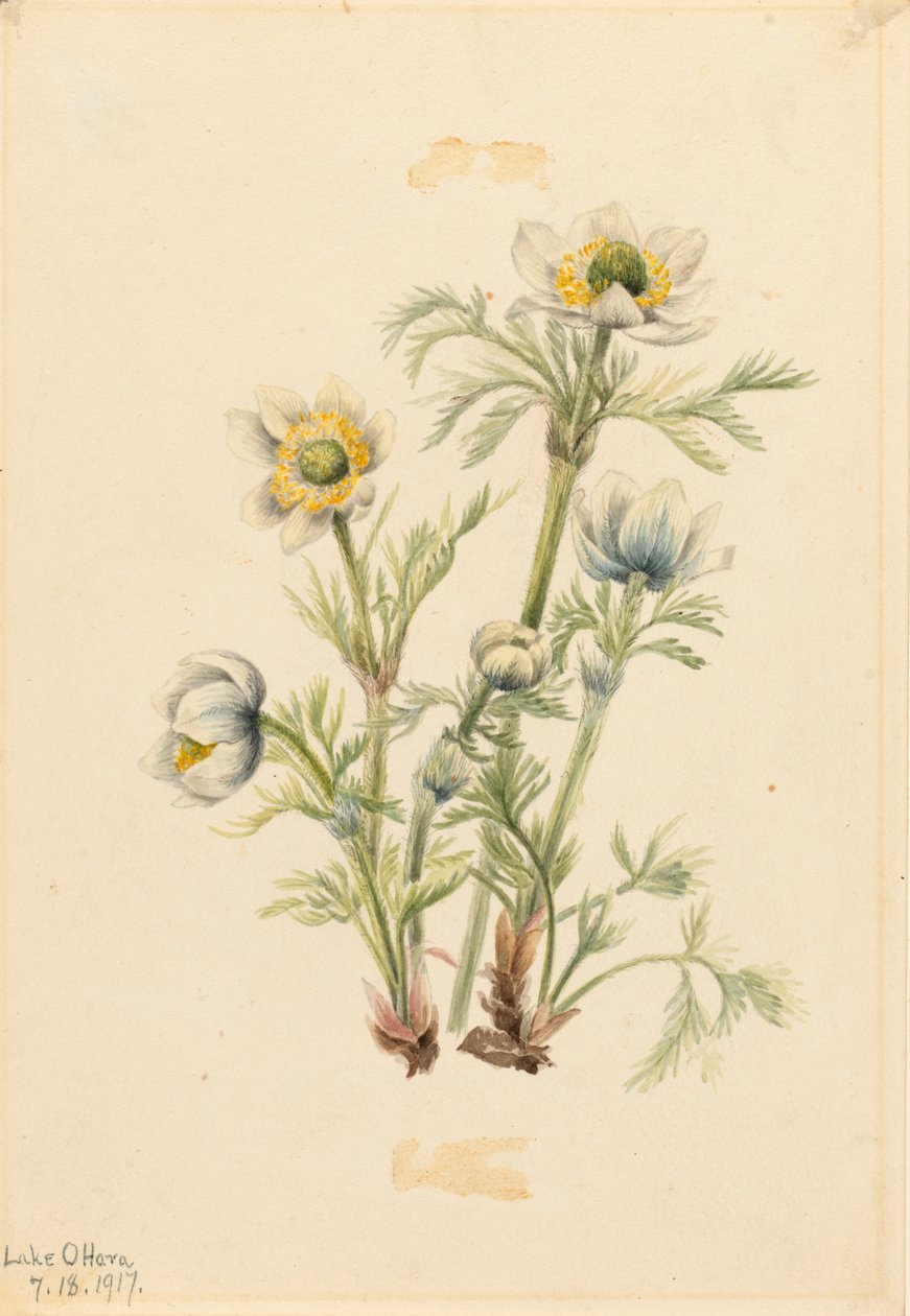 Plume Anemone Pulsatilla occidentalis, 1917. tekijältä Mary Vaux Walcott
