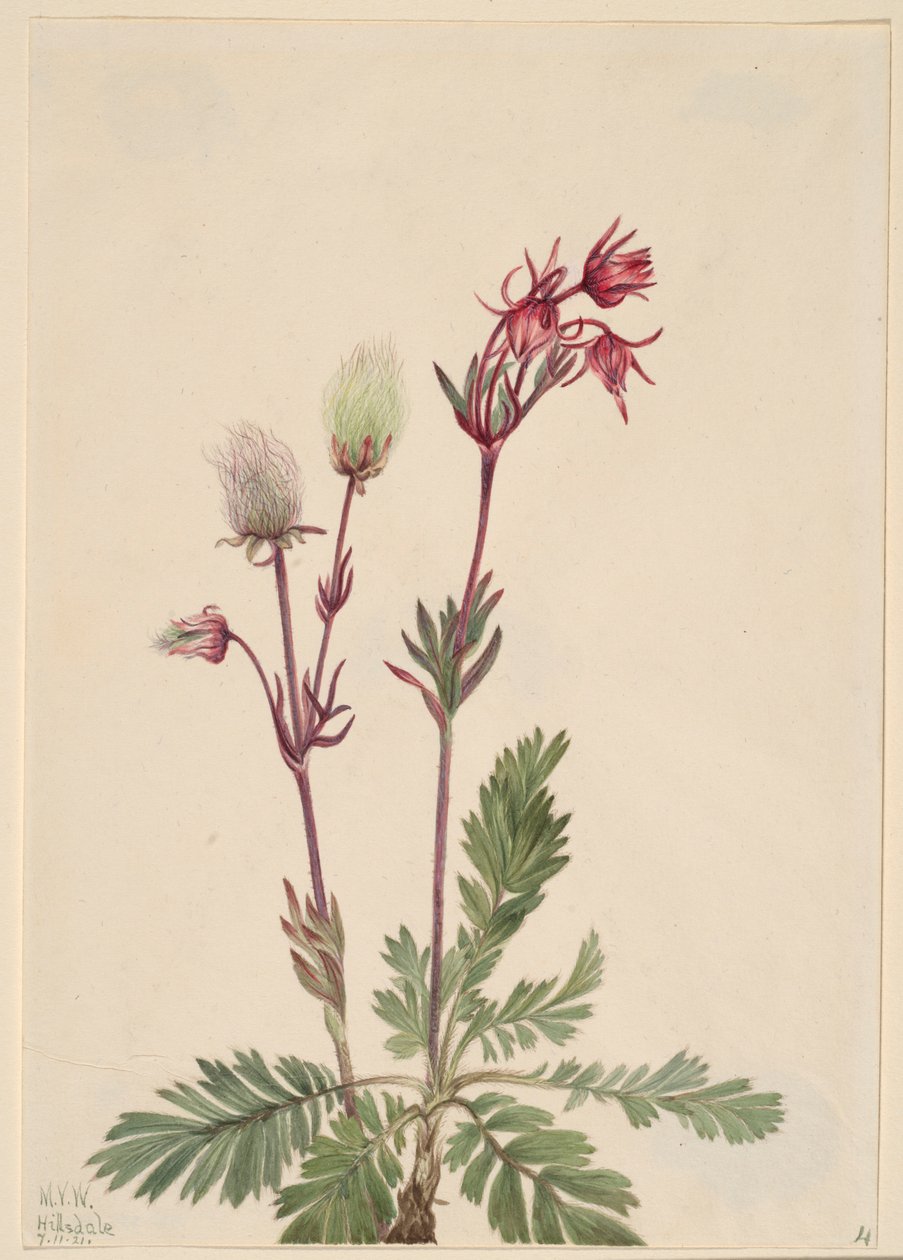 Preeria-savu (Sieversia ciliata) tekijältä Mary Vaux Walcott