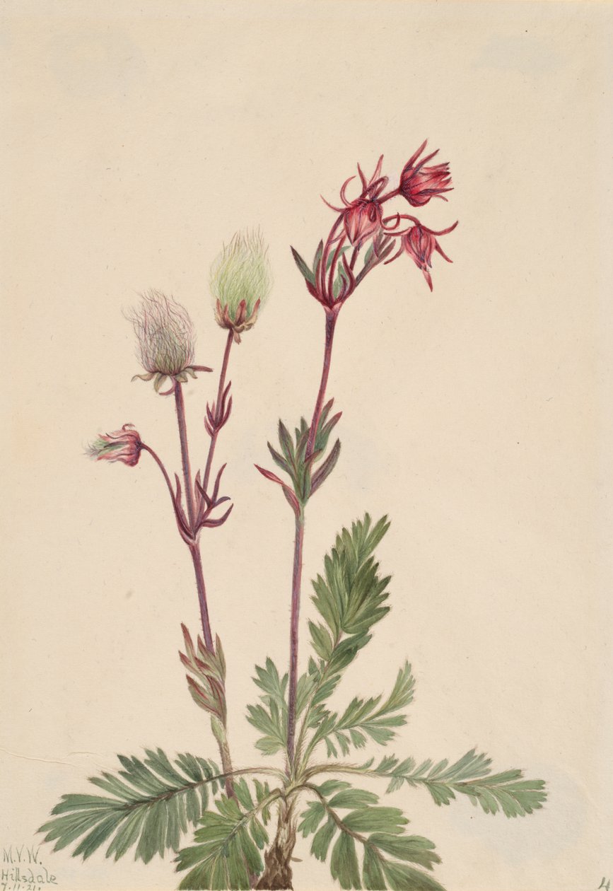 Prairie-Smoke Sieversia ciliata, 1921. tekijältä Mary Vaux Walcott
