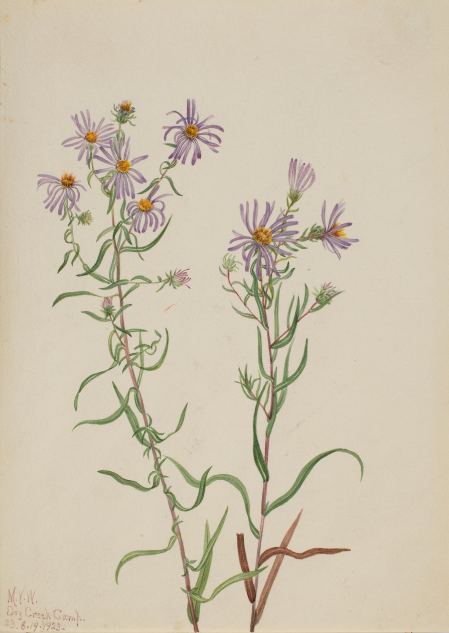 Prairie Aster Aster campestris, 1923. tekijältä Mary Vaux Walcott